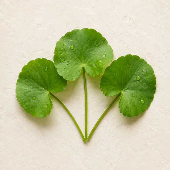 Fresh centella asiatica leaves